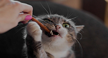 حلوى القطط