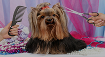 Dog Grooming & Accessories