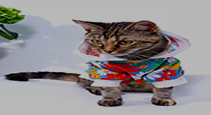 Cat Clothing & Accessories