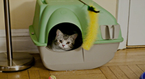 Cat Beds, Pans & Houses