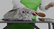 Cat Grooming & Accessories
