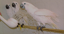 Bird Grooming & Accessories