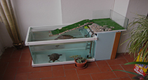 Turtle Habitat