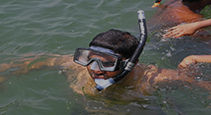 Diving & Snorkelling